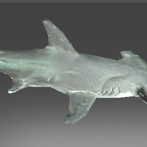 Recluse Reef Denizen