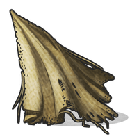 Cloth